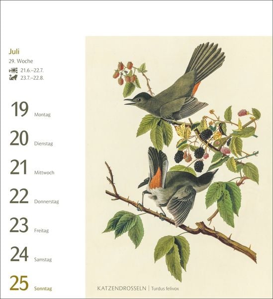 Produktbild: V&ouml;gel Postkartenkalender 2027 - Postkartenkalender mit 53 historischen Zeichnungen