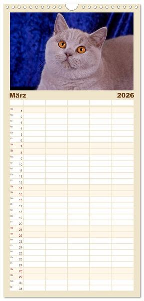Produktbild: Familienplaner 2026 - Britisch Kurzhaar Katzen mit 5 Spalten (Wandkalender, 21 x 45 cm) CALVENDO