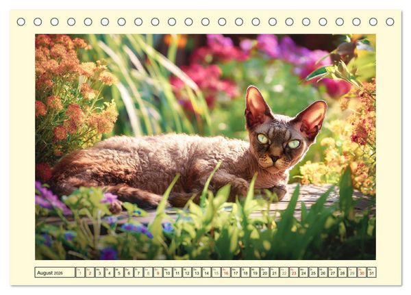 Produktbild: Devon Rex Katzen. Der aufgeweckte Kobold im Garten (Tischkalender 2026 DIN A5 quer), CALVENDO Monatskalender