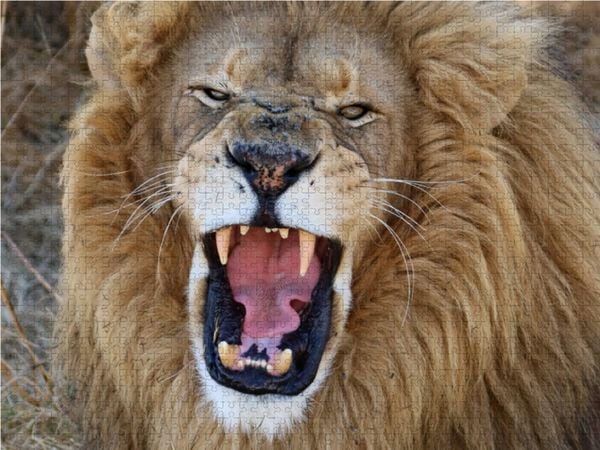 Produktbild: CALVENDO Puzzle Ein Motiv aus dem Kalender LION KING SELFIES L&ouml;wen hautnah | 1000 Teile Lege-Gr&ouml;&szlig;e 64x48cm Foto-Puzzle f&uuml;r gl&uuml;ckliche Stunden