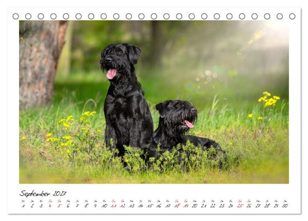 Produktbild: Riesenschnauzer - Herz auf vier Pfoten (Tischkalender 2027 DIN A5 quer), CALVENDO Monatskalender