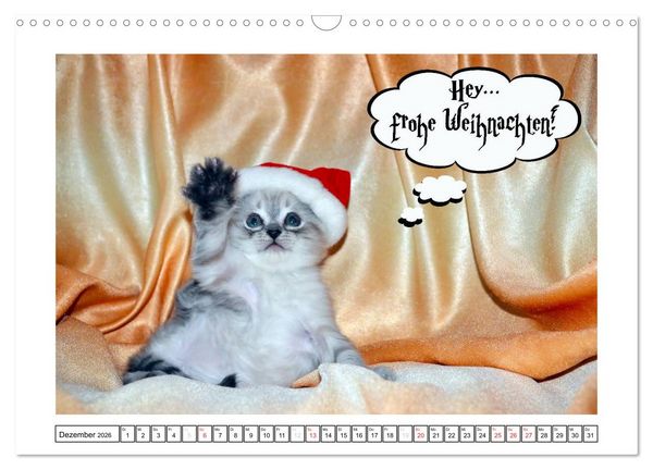 Produktbild: Lustiger Katzenkalender (Wandkalender 2026 DIN A3 quer), CALVENDO Monatskalender