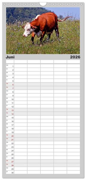 Produktbild: Familienplaner 2026 - Kuh und Co. mit 5 Spalten (Wandkalender, 21 x 45 cm) CALVENDO
