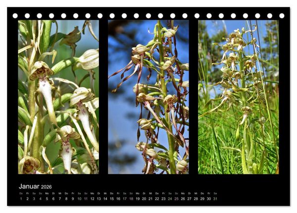 Produktbild: Heimische Orchideen im Dreierpack (Tischkalender 2026 DIN A5 quer), CALVENDO Monatskalender