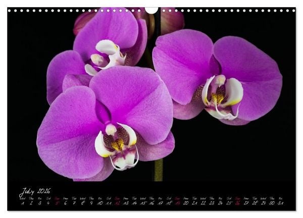 Produktbild: Orchids (Wall Calendar 2026 DIN A3 landscape), CALVENDO 12 Month Wall Calendar