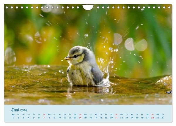 Produktbild: Sommer am Pool - Singv&ouml;gel an der Badestelle (Wandkalender 2026 DIN A4 quer), CALVENDO Monatskalender