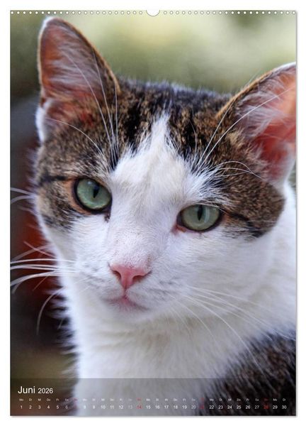 Produktbild: KATZEN AUGEN BLICKE (hochwertiger Premium Wandkalender 2026 DIN A2 hoch), Kunstdruck in Hochglanz