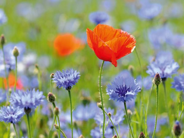 Produktbild: CALVENDO Puzzle Mohn und Kornblumen. Landschaft im Havelland. 1000 Teile Lege-Gr&ouml;&szlig;e 64 x 48 cm Foto-Puzzle Bild von Anja Frost