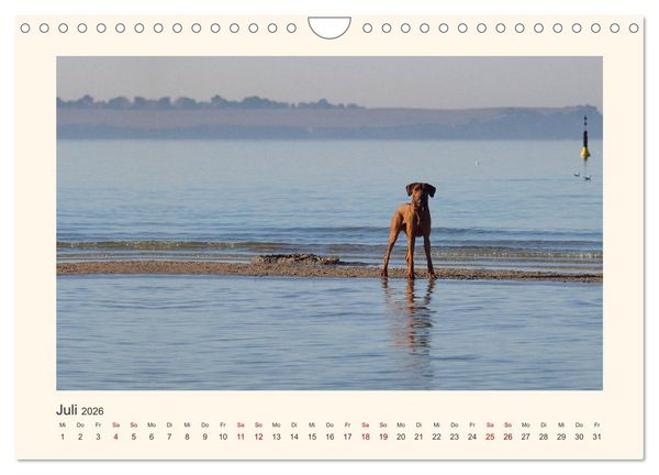Produktbild: Rhodesian Ridgeback Power aus S&uuml;dafrika (Wandkalender 2026 DIN A4 quer), CALVENDO Monatskalender