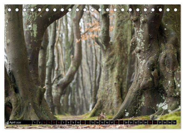 Produktbild: Rotbuchen (Tischkalender 2026 DIN A5 quer), CALVENDO Monatskalender