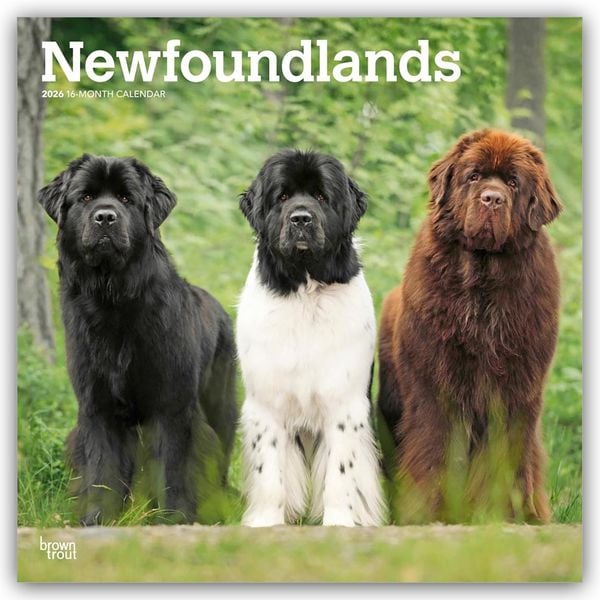 Newfoundlands - Neufundländer 2026 - 16-Monatskalender