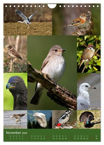 Produktbild: 78 Birds (Wall Calendar 2026 DIN A4 portrait), CALVENDO 12 Month Wall Calendar