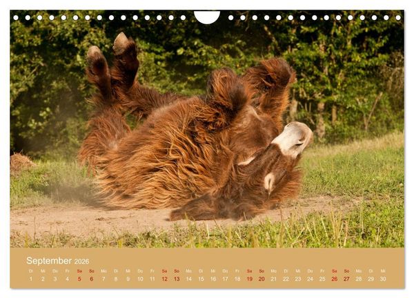 Produktbild: Baudet de Poitou - Seltene franz&ouml;sische Langohren (Wandkalender 2026 DIN A4 quer), CALVENDO Monatskalender