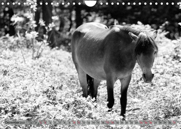 Produktbild: Die letzten Wildpferde Exmoor Ponys (Wandkalender 2022 DIN A4 quer)