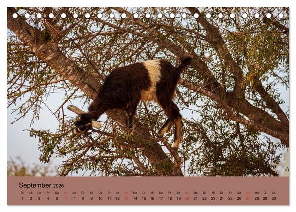 Produktbild: Abenteuer Marokko - eine Reise durch die Region Sous-Massa (Tischkalender 2026 DIN A5 quer), CALVENDO Monatskalender