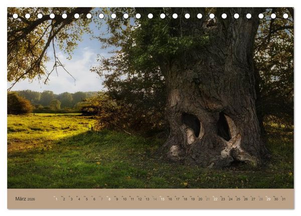 Produktbild: Unser Wald - Magische Sichten in norddeutsche W&auml;lder (Tischkalender 2026 DIN A5 quer), CALVENDO Monatskalender
