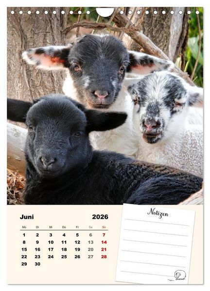 Produktbild: L&auml;mmergl&uuml;ck (Wandkalender 2026 DIN A4 hoch), CALVENDO Monatskalender