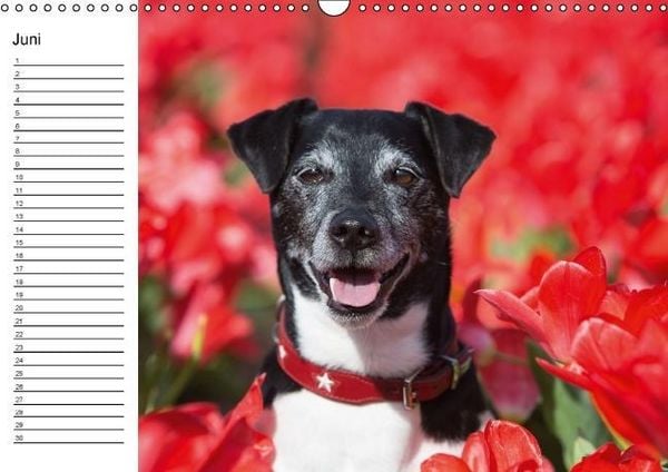 Produktbild: Jack Russell Terrier - Ein Verwandlungsk&uuml;nstler namens Jake / Geburtstagskalender (Wandkalender immerw&auml;hrend DIN A3 quer)