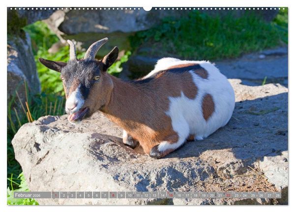 Produktbild: Wir sind die Stars auf der Alm (hochwertiger Premium Wandkalender 2026 DIN A2 quer), Kunstdruck in Hochglanz