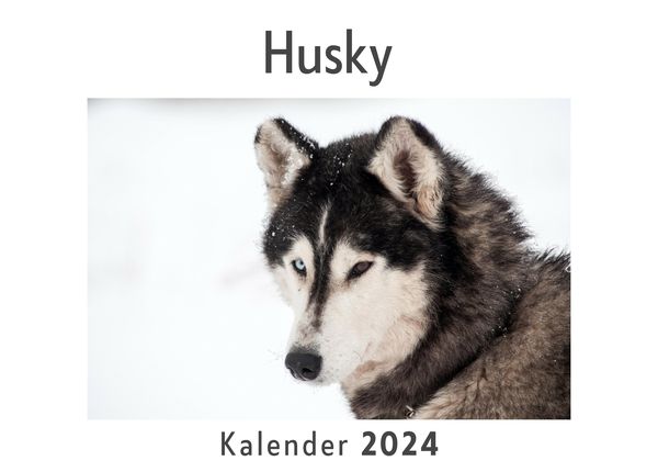 Produktbild: Husky (Wandkalender 2024, Kalender DIN A4 quer, Monatskalender im Querformat mit Kalendarium, Das perfekte Geschenk)