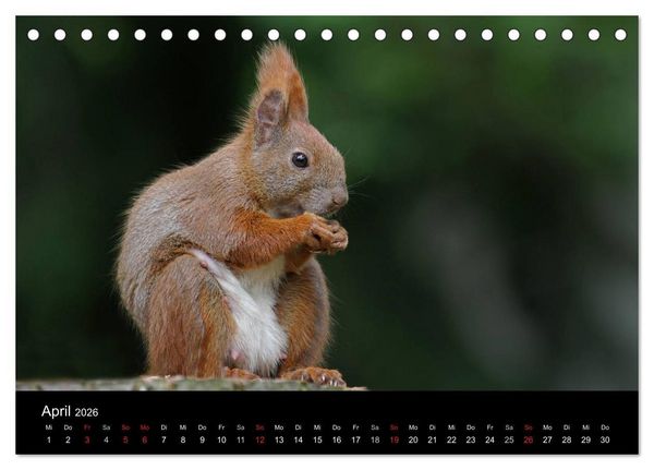 Produktbild: Artist im Garten. Das Eichh&ouml;rnchen (Tischkalender 2026 DIN A5 quer), CALVENDO Monatskalender