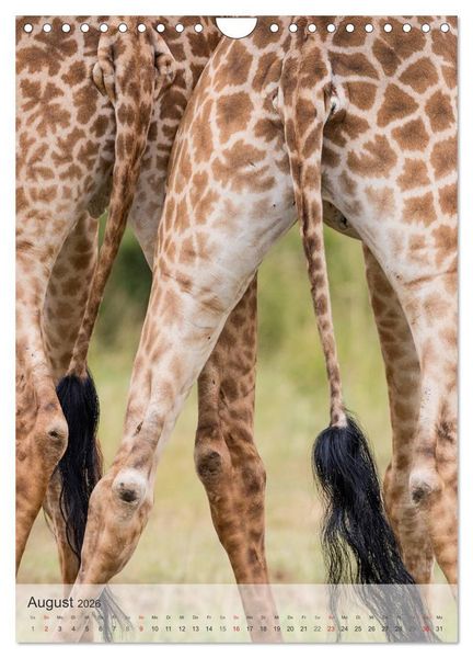 Produktbild: Emotionale Momente: Giraffen, die h&ouml;chsten Tiere der Welt. (Wandkalender 2026 DIN A4 hoch), CALVENDO Monatskalender