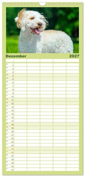 Produktbild: Familienplaner 2027 - Lagotto Romagnolo - die Tr&uuml;ffelsucher Italiens mit 5 Spalten (Wandkalender, 21 x 45 cm) CALVENDO