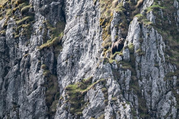 Produktbild: Ursus Brenta &mdash; Die R&uuml;ckkehr der B&auml;ren in die Alpen