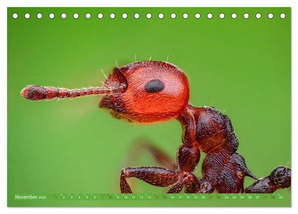 Produktbild: Extreme Makroaufnahmen - Insekten so nah wie nie (Tischkalender 2026 DIN A5 quer), CALVENDO Monatskalender