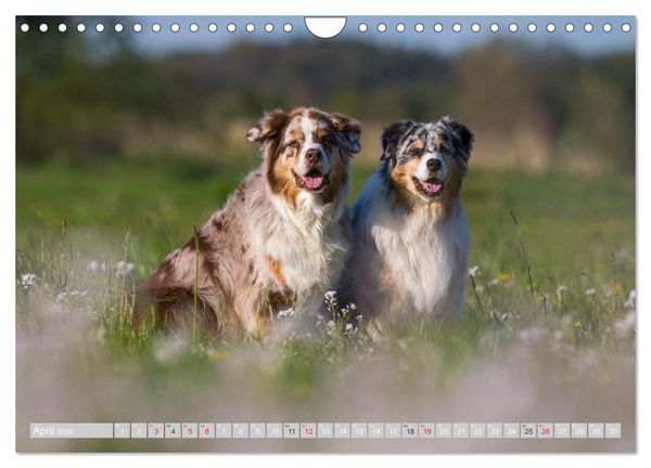 Produktbild: Australian Shepherd 2026 (Wandkalender 2026 DIN A4 quer), CALVENDO Monatskalender