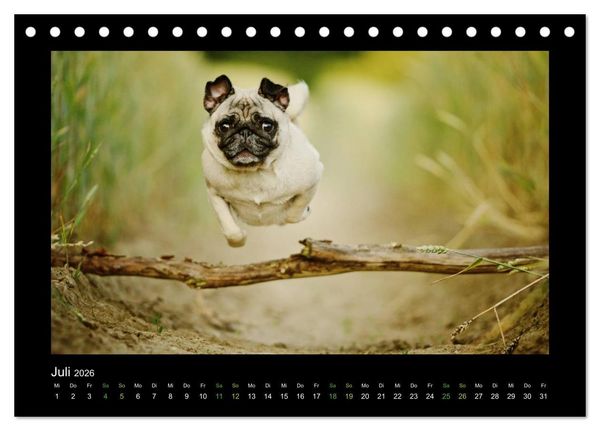 Produktbild: Der Feldfurchen-Mops (Tischkalender 2026 DIN A5 quer), CALVENDO Monatskalender