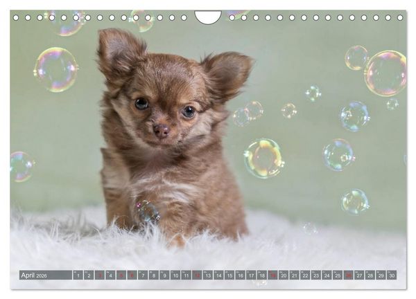 Produktbild: Chihuahua-Babys - Amy und Angel im Studio (Wandkalender 2026 DIN A4 quer), CALVENDO Monatskalender