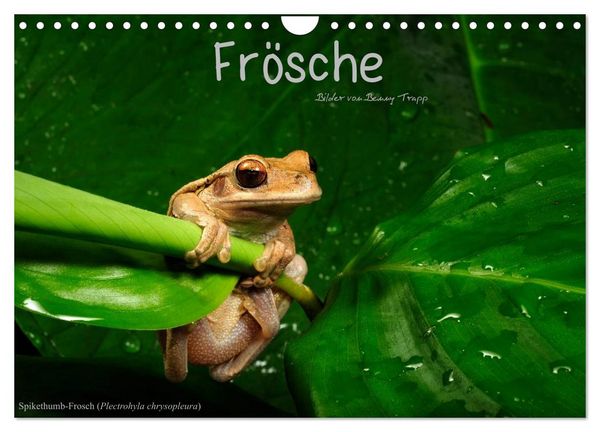 Produktbild: Fr&ouml;sche (Wandkalender 2026 DIN A4 quer), CALVENDO Monatskalender