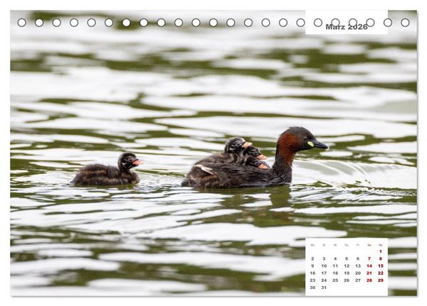 Produktbild: Zwei Tierfotografen Zw&ouml;lf Highlights (Tischkalender 2026 DIN A5 quer), CALVENDO Monatskalender
