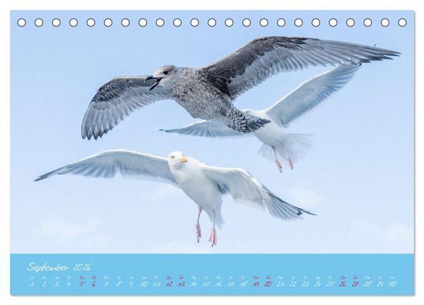Produktbild: M&ouml;wen die Begleiter an Meer und See (Tischkalender 2026 DIN A5 quer), CALVENDO Monatskalender