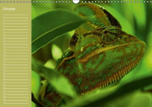 Produktbild: Drachen / Geburtstagskalender (Wandkalender immerw&auml;hrend DIN A3 quer)