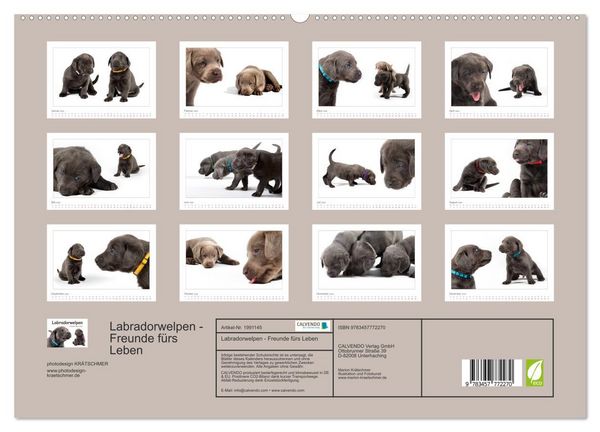 Produktbild: Labradorwelpen - Freunde f&uuml;rs Leben (hochwertiger Premium Wandkalender 2026 DIN A2 quer), Kunstdruck in Hochglanz