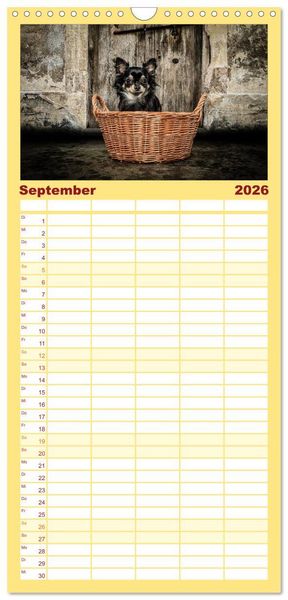 Produktbild: Familienplaner 2026 - Chihuahuas - Cool and Cute mit 5 Spalten (Wandkalender, 21 x 45 cm) CALVENDO