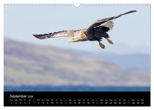Produktbild: Scotland's Wildlife 2026 (Wall Calendar 2026 DIN A3 landscape), CALVENDO 12 Month Wall Calendar