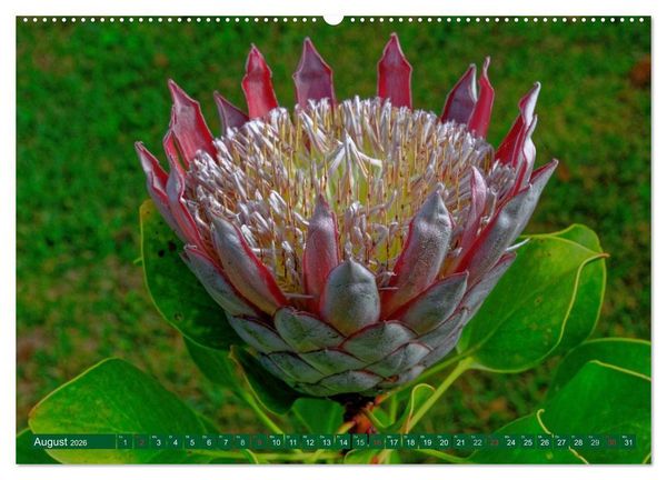 Produktbild: Madeiras Bl&uuml;tenzauber (hochwertiger Premium Wandkalender 2026 DIN A2 quer), Kunstdruck in Hochglanz