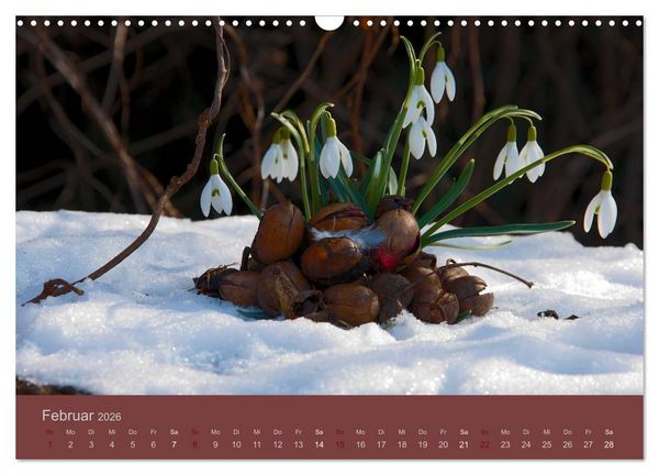 Produktbild: Gartenfl&uuml;stern (Wandkalender 2026 DIN A3 quer), CALVENDO Monatskalender