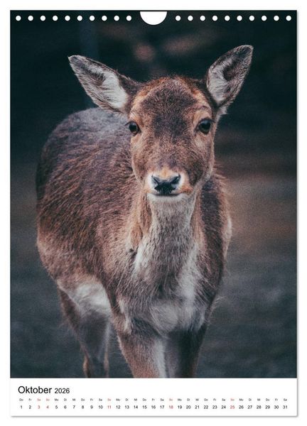 Produktbild: Wilde Nachbarn: Rotwild (Wandkalender 2026 DIN A4 hoch), CALVENDO Monatskalender