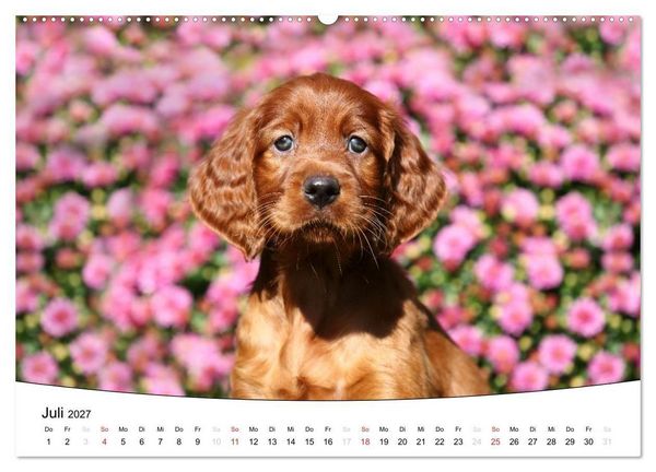 Produktbild: Welpen - Puppies (Wandkalender 2027 DIN A2 quer), CALVENDO Monatskalender