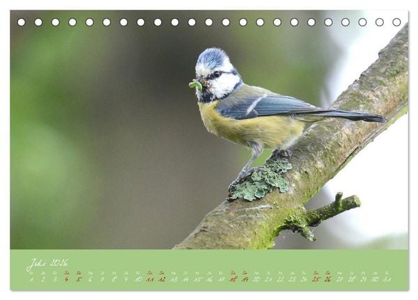Produktbild: Die Blaumeise, Gast in unserem Garten (Tischkalender 2026 DIN A5 quer), CALVENDO Monatskalender