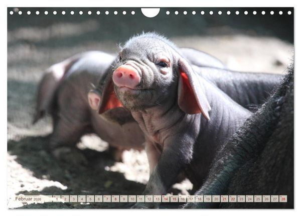 Produktbild: Tierische Schweinerei (Wandkalender 2026 DIN A4 quer), CALVENDO Monatskalender