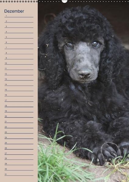 Produktbild: Pudel / Geburtstagskalender (Wandkalender immerw&auml;hrend DIN A2 hoch)