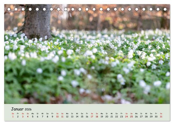 Produktbild: Waldbaden - Durch Achtsamkeit zu einer besseren Gesundheit (Tischkalender 2026 DIN A5 quer), CALVENDO Monatskalender