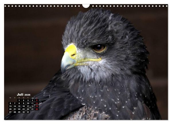 Produktbild: Greifv&ouml;gel, Eulen und K&auml;uze (Wandkalender 2026 DIN A3 quer), CALVENDO Monatskalender