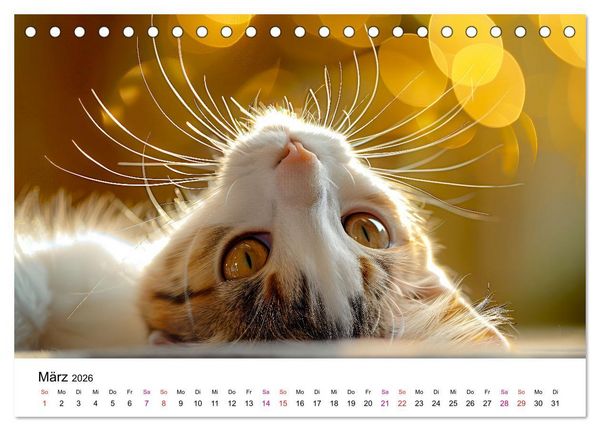 Produktbild: Katzenzauber - Samtpfoten im Jahreslauf (Tischkalender 2026 DIN A5 quer), CALVENDO Monatskalender