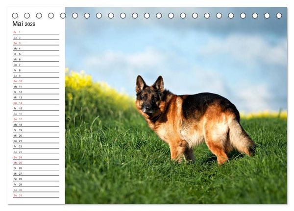Produktbild: Deutsche Sch&auml;ferhunde - Senioren auf vier Pfoten (Tischkalender 2026 DIN A5 quer), CALVENDO Monatskalender